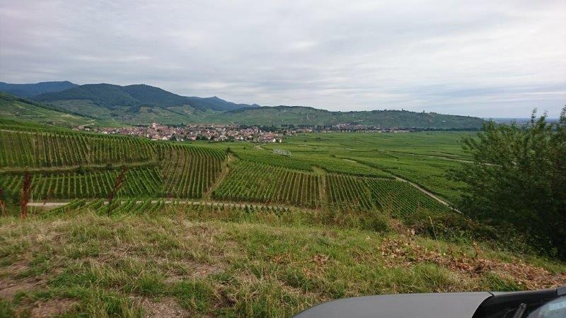 Cépages viticulture Ammerschwihr 